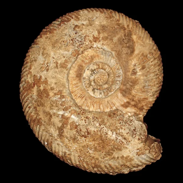 Trilobite dégagé, Alnif