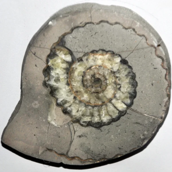 Ammonite polie
