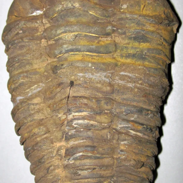 Dent de requin fossile